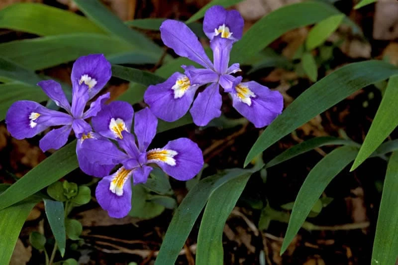 Crested Wild Iris Bare Roots - Iris cristata - 10 Count Perennial - Image 1