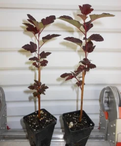 Crimson Ninebark Shrub Live Plant – 2.5" Pot – Purple Foliage – Outdoor - Image 2