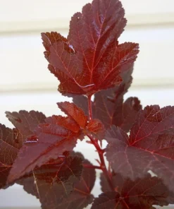 Crimson Ninebark Shrub Live Plant – 2.5