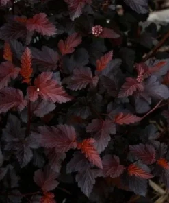 Crimson Ninebark Shrub Live Plant – 2.5