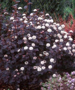 Crimson Ninebark Shrub Live Plant – 2.5