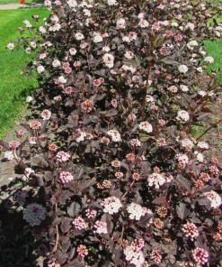 Crimson Ninebark Shrub Live Plant – 2.5