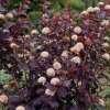 Crimson Ninebark Shrub Live Plant – 2.5" Pot – Purple Foliage – Outdoor - Image 1