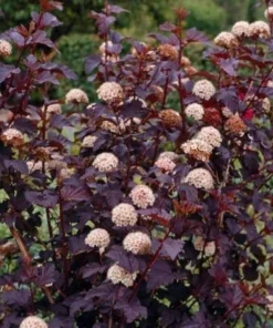 Crimson Ninebark Shrub Live Plant – 2.5