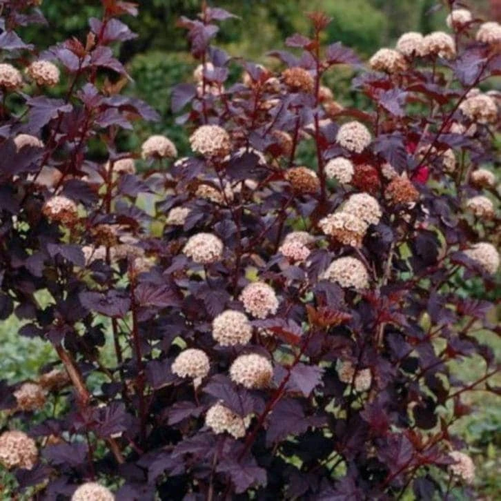 Crimson Ninebark Shrub Live Plant – 2.5" Pot – Purple Foliage – Outdoor - Image 1