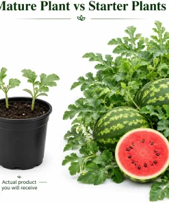 Crimson Sweet Watermelon Live Plants - 2 Heirloom Seedlings, 4 Inch Pot, 3-5