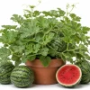 Crimson Sweet Watermelon Live Plants - 2 Heirloom Seedlings, 4 Inch Pot, 3-5" Tall for Garden - Image 1