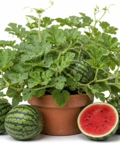 Crimson Sweet Watermelon Live Plants - 2 Heirloom Seedlings, 4 Inch Pot, 3-5