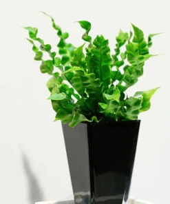 Crispy Wave Fern Live Plant – 2.5 inch Pot – Asplenium – Indoor Air Purifier - Image 2