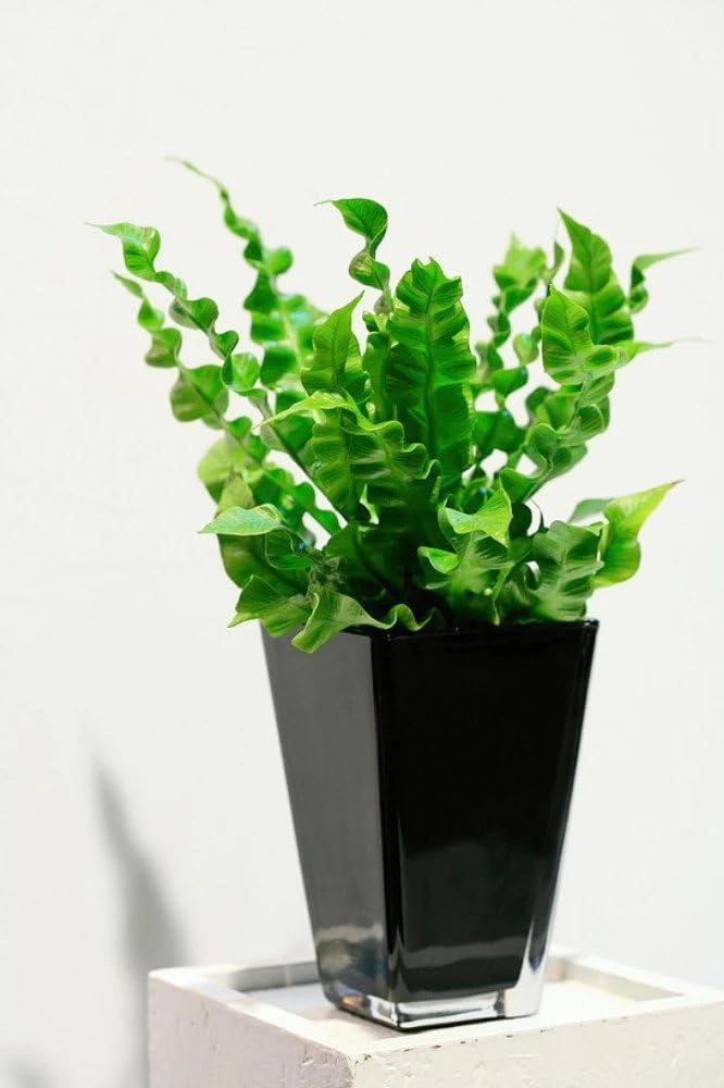 Crispy Wave Fern Live Plant – 2.5 inch Pot – Asplenium – Indoor Air Purifier - Image 2