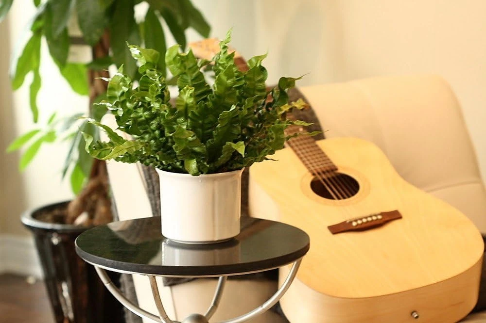 Crispy Wave Fern Live Plant – 2.5 inch Pot – Asplenium – Indoor Air Purifier - Image 5