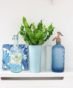 Crispy Wave Fern Live Plant – 2.5 inch Pot – Asplenium – Indoor Air Purifier - Image 6