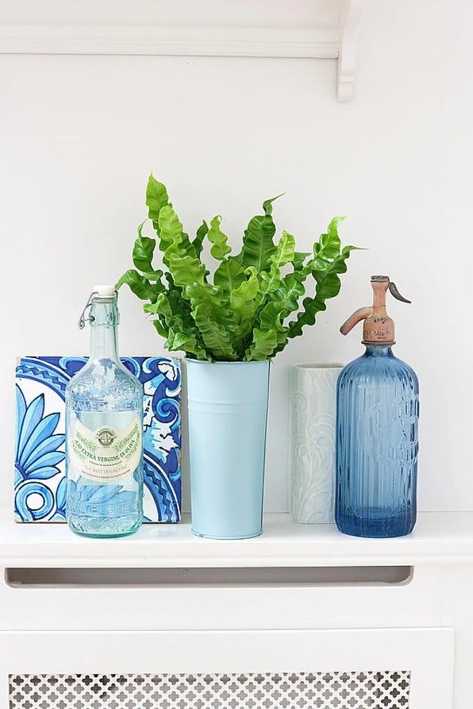 Crispy Wave Fern Live Plant – 2.5 inch Pot – Asplenium – Indoor Air Purifier - Image 6