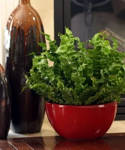 Crispy Wave Fern Live Plant – 2.5 inch Pot – Asplenium – Indoor Air Purifier - Image 7