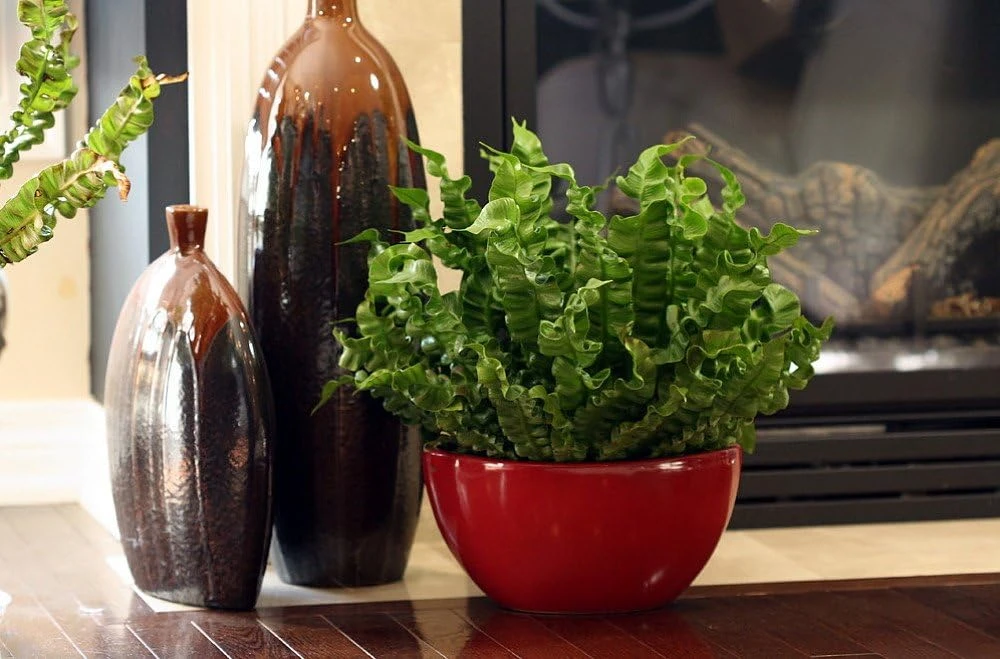 Crispy Wave Fern Live Plant – 2.5 inch Pot – Asplenium – Indoor Air Purifier - Image 7