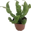 Crispy Wave Fern Live Plant – 2.5 inch Pot – Asplenium – Indoor Air Purifier - Image 1