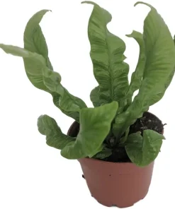 Crispy Wave Fern Live Plant – 2.5 inch Pot – Asplenium – Indoor Air Purifier - Image 1