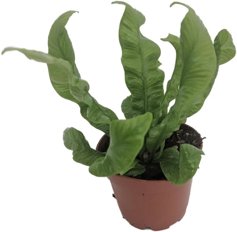 Crispy Wave Fern Live Plant – 2.5 inch Pot – Asplenium – Indoor Air Purifier - Image 1