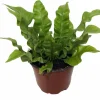 Crispy Wave Fern Live Plant – 4" Pot – Asplenium – Indoor Houseplant - Image 1
