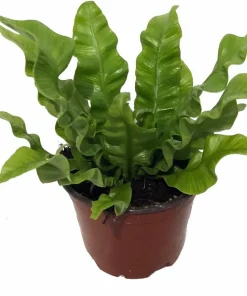 Crispy Wave Fern Live Plant – 4