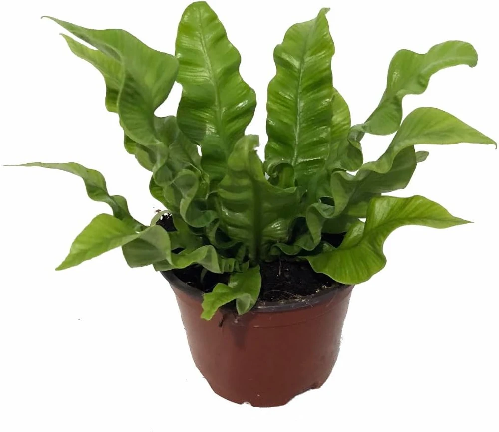 Crispy Wave Fern Live Plant – 4" Pot – Asplenium – Indoor Houseplant - Image 1