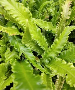 Crispy Wave Fern Live Plant – 4" Pot – Asplenium – Indoor Houseplant - Image 2