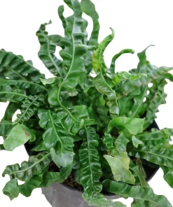Crispy Wave Fern Live Plant – 4
