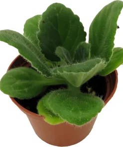 Crossroads Asian Violet Live Plant – 2.5 inch Pot – Easy Care Indoor Houseplant - Image 2
