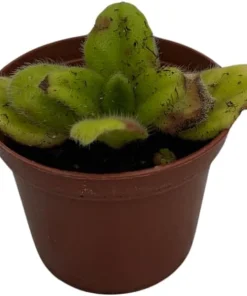 Crossroads Asian Violet Live Plant – 2.5 inch Pot – Easy Care Indoor Houseplant - Image 3