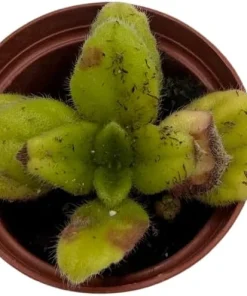 Crossroads Asian Violet Live Plant – 2.5 inch Pot – Easy Care Indoor Houseplant - Image 4