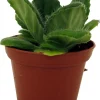 Crossroads Asian Violet Live Plant – 2.5 inch Pot – Easy Care Indoor Houseplant - Image 1