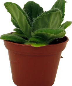 Crossroads Asian Violet Live Plant – 2.5 inch Pot – Easy Care Indoor Houseplant - Image 1
