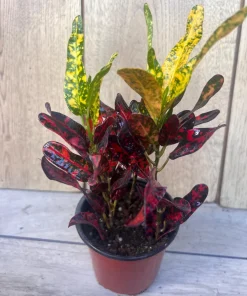Croton Batik in 4