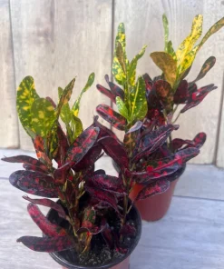 Croton Batik in 4