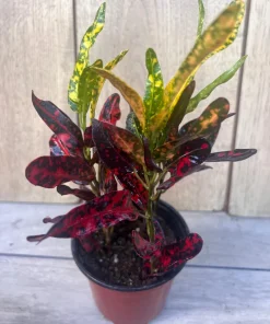Croton Batik in 4