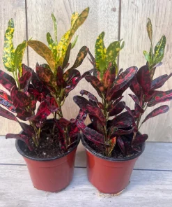 Croton Batik in 4