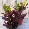Croton Batik in 4" Pot, house plant, indoor, outdoor - Image 1
