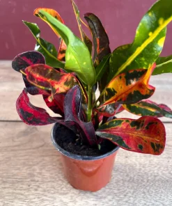 Croton Mamey in 4
