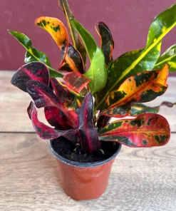 Croton Mamey in 4