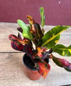 Croton Mamey in 4