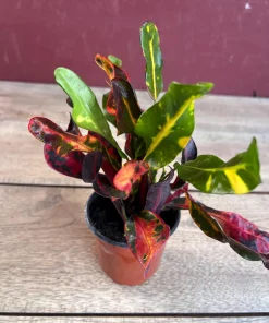 Croton Mamey in 4