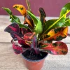 Croton Mamey in 4" Pot, house plant, indoor, outdoor - Image 1