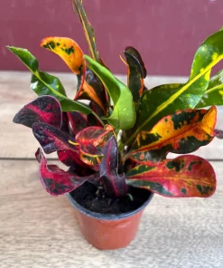Croton Mamey in 4