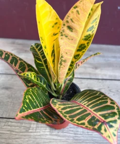 Croton Petra in 4