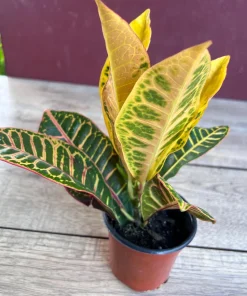 Croton Petra in 4