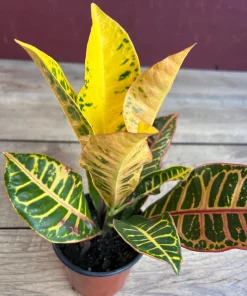 Croton Petra in 4
