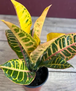 Croton Petra in 4