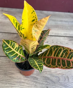Croton Petra in 4
