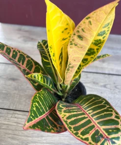 Croton Petra in 4