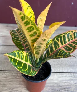 Croton Petra in 4